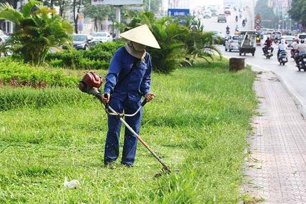 chặt cây quận 12