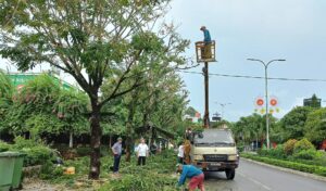 Chặt cây nguy hiểm