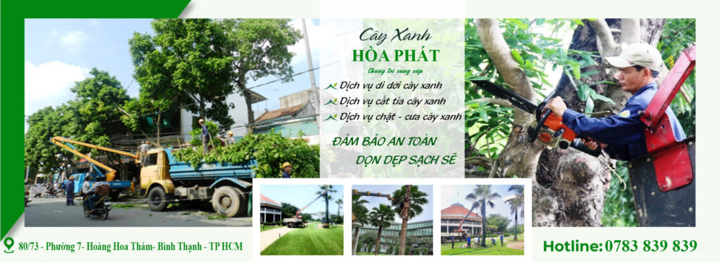 Cắt tỉa cây xanh hòa phát